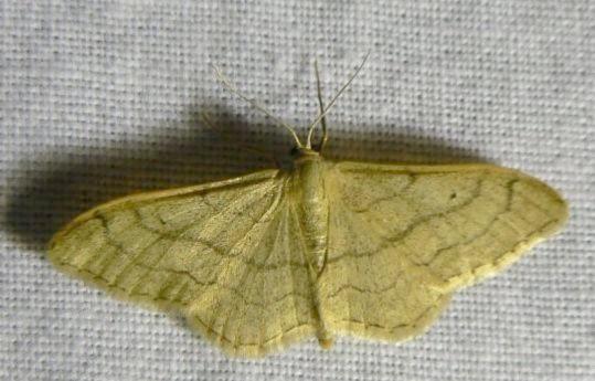 Bruine Grijsbandspanner.jpg - Bruine grijsbandspanner - Cabera exanthemata